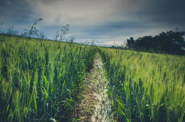 kırsal kesimde bahar zamanı