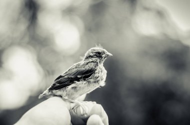 insan eli evi serçe