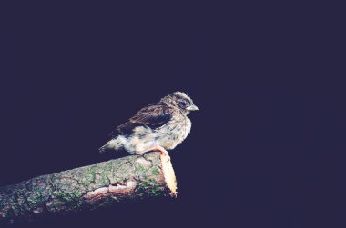 ağaç gövdesi House serçe kuş