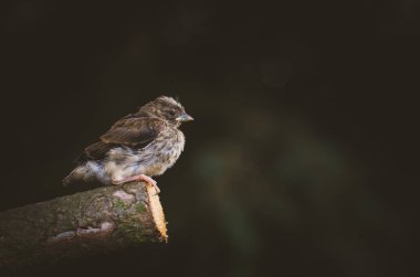 ağaç gövdesi House serçe kuş