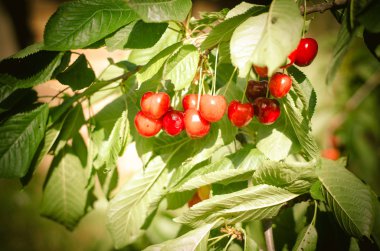 Olgun kırmızı kiraz meyve