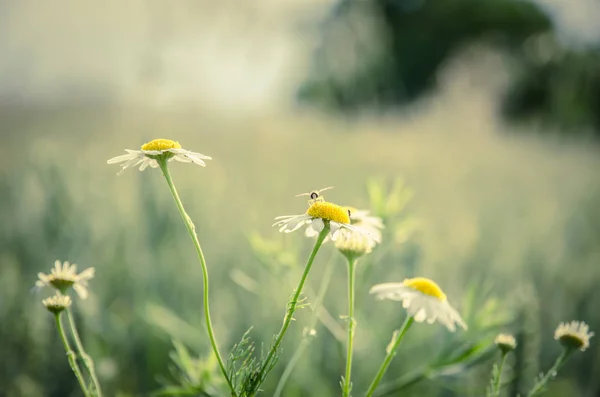 Chamomile flowers against wheat field — Stock Photo, Image