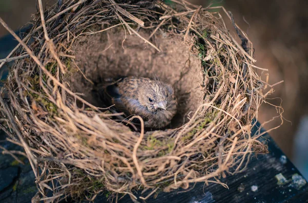 Σπίτι sparrow σε φωλιά — Φωτογραφία Αρχείου