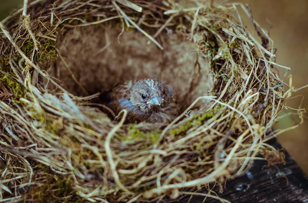 Haussperling im Nest — Stockfoto