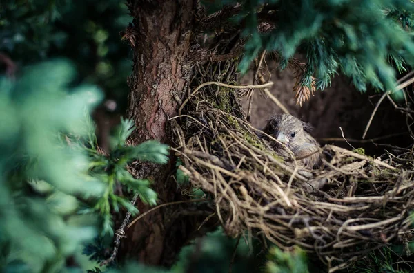 Huismus in nest — Stockfoto