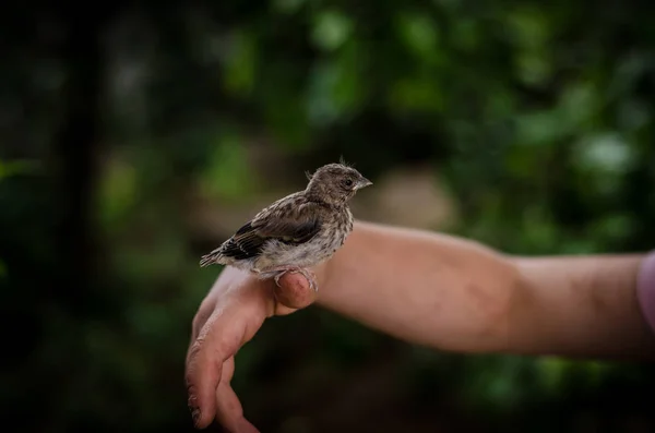House sparrow in human hand — Stock Photo, Image