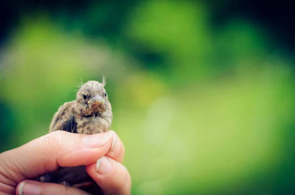 Vrabec v lidské ruce — Stock fotografie