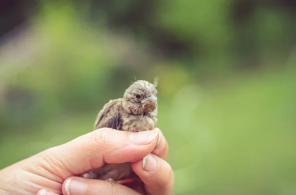 Σπίτι sparrow σε ανθρώπινο χέρι — Φωτογραφία Αρχείου