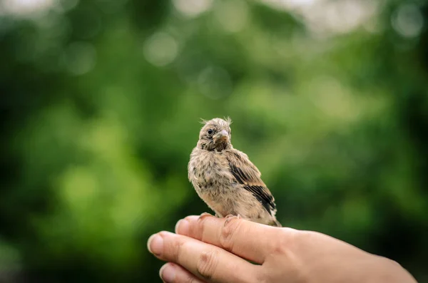 Σπίτι sparrow σε ανθρώπινο χέρι — Φωτογραφία Αρχείου
