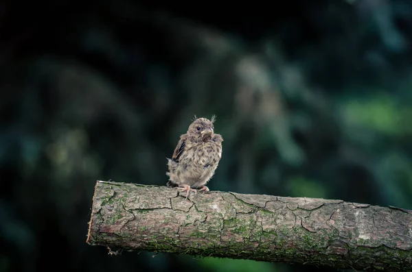 Птица-воробей в стволе дерева — стоковое фото