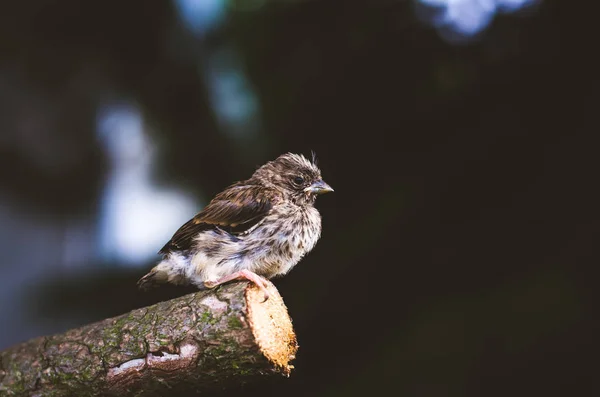 Huismus boomstam zangvogels — Stockfoto