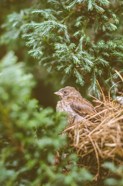 Vrabec v hnízdě — Stock fotografie