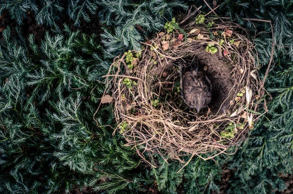 Huismus in nest — Stockfoto
