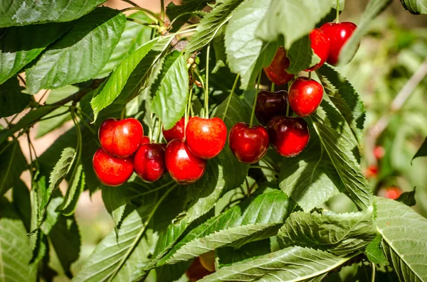 Reife rote Kirschfrüchte — Stockfoto