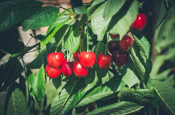 Bio cherry berry — Stock Photo, Image