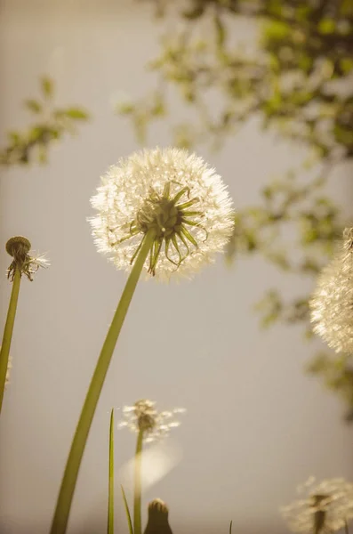 White dandelion flower — Stock Photo, Image