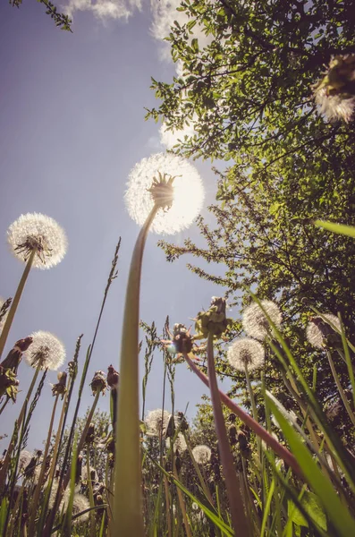 White dandelion flower worm eye view — Stock Photo, Image