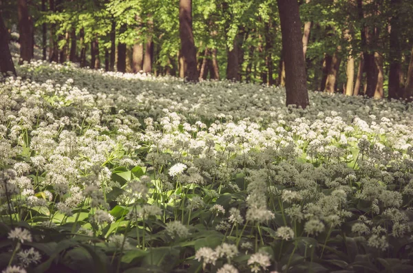 Białe kwitnące kwiaty dzikiego czosnku — Zdjęcie stockowe