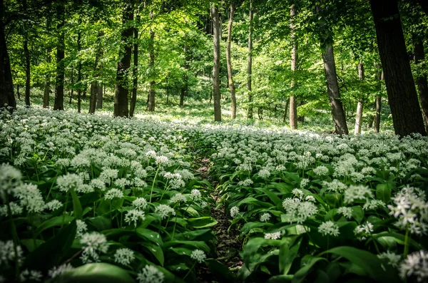 Bílé kvetoucí květy z divokého česneku — Stock fotografie