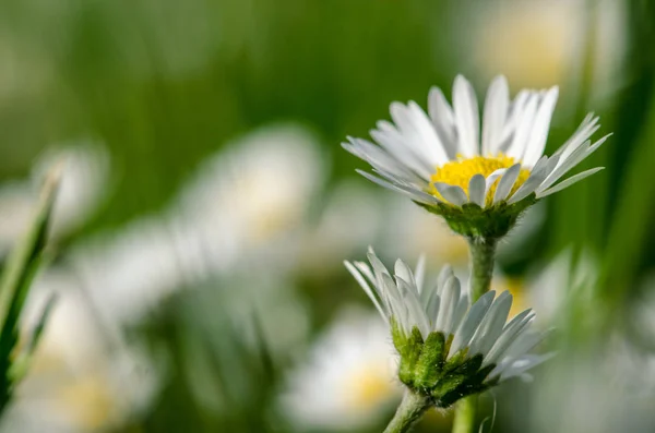 Biały stokrotka kwiat monochromatyczny — Zdjęcie stockowe