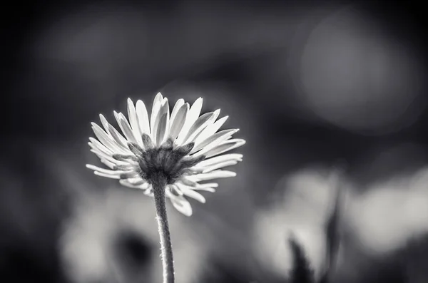 白いデイジーの花モノクロ — ストック写真