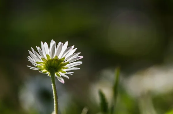 Bílá sedmikráska květina monochromatický — Stock fotografie