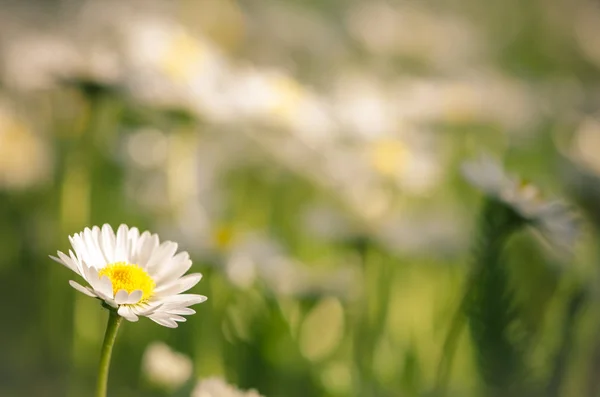 Fleur marguerite blanche — Photo