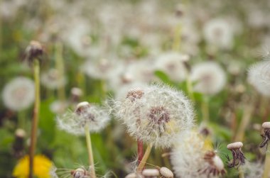 Beyaz Karahindiba çiçeği