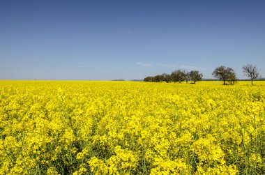 Kolza çiçeği tarlası