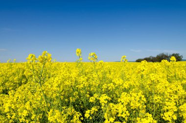 çiçek açması alanları