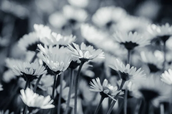Bílá sedmikráska květina monochromatický — Stock fotografie