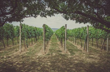 Üzüm bağında sıralar