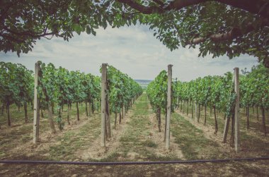 Üzüm bağında sıralar