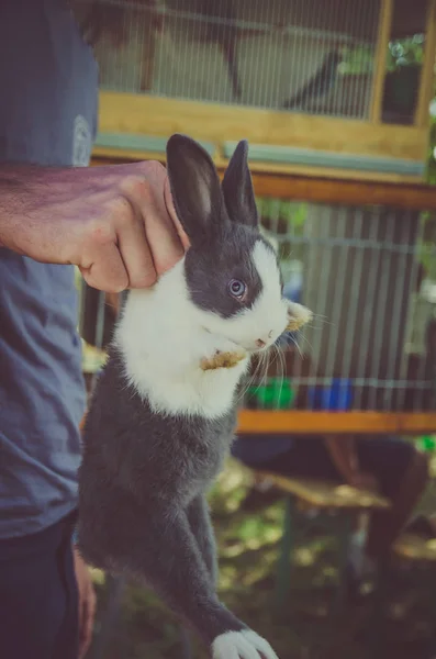 抱着一只兔子宠物 — 图库照片