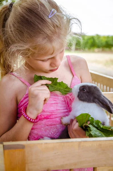 Precioso niño alimentando a un conejo mascota —  Fotos de Stock