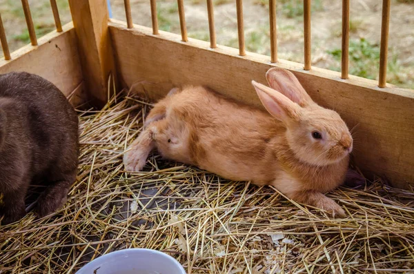 Schattig konijn in houten nest — Stockfoto