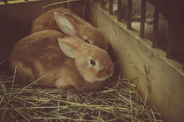 Cute rabbit in wooden nest — Stock Photo, Image