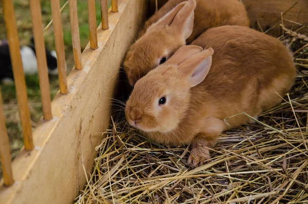 Schattig konijn in houten nest — Stockfoto