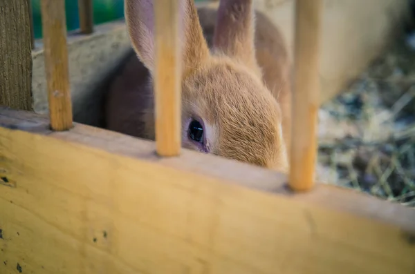 Schattig konijn in houten nest — Stockfoto