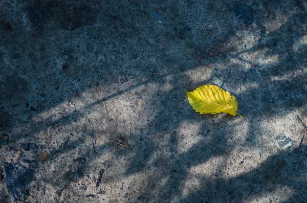 Foglia d'arancio sullo sfondo del suolo — Foto Stock