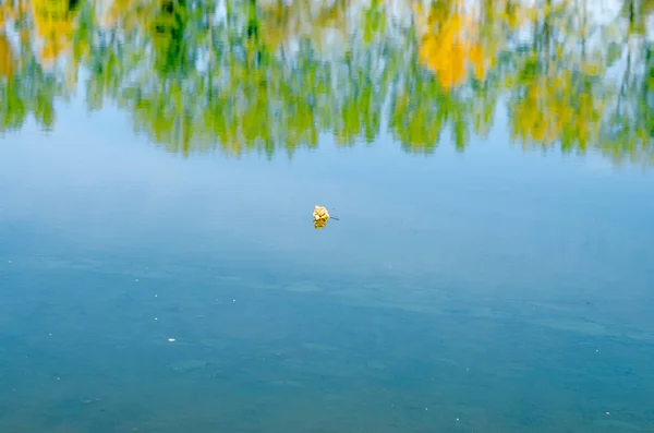 Leaf in surface of lake — Stock Photo, Image