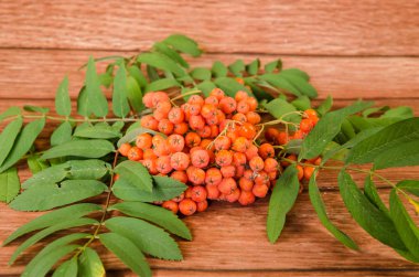 kırmızı rowan ve yeşil yaprakları