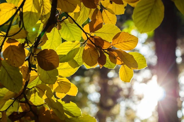 Ramita con hojas coloridas — Foto de Stock
