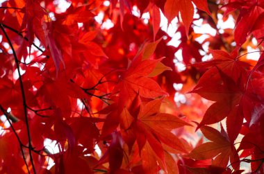 arka plan kırmızı akçaağaç yaprakları