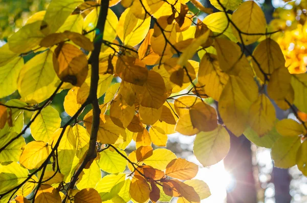 Twig with colorful leaves — Stock Photo, Image