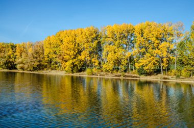 Sudaki ağacın yansıması