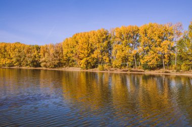 Sudaki ağacın yansıması
