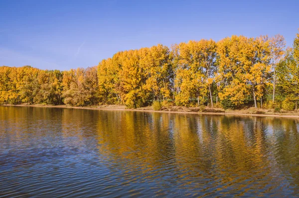 Sudaki ağacın yansıması
