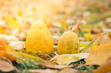 iki portakal kabağı