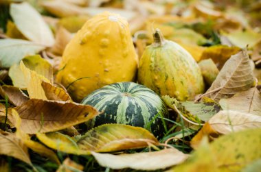 Cadılar Bayramı balkabağı süslemesi